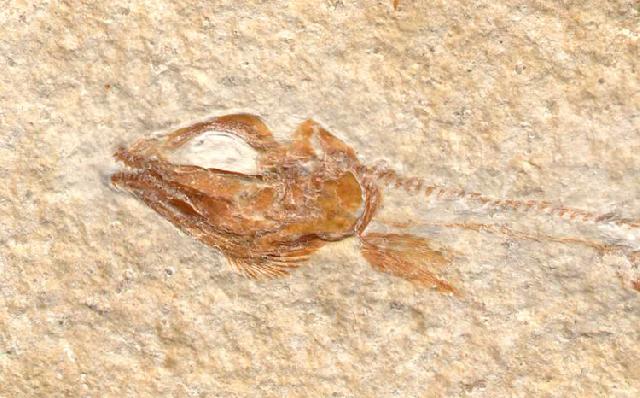 Solnhofenamia elongata Bild ©